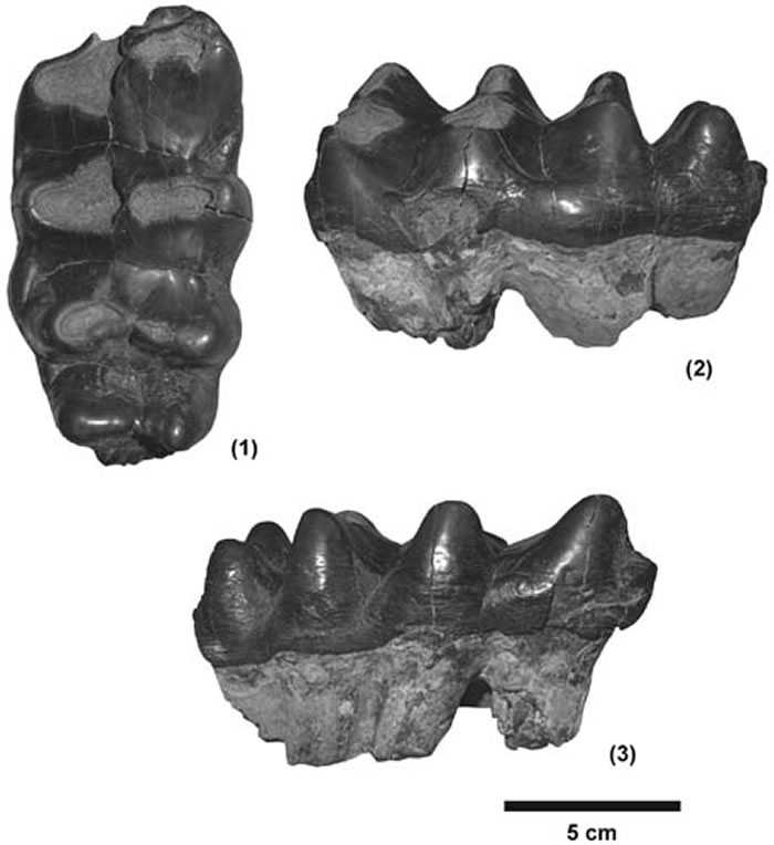 在塔昌发现的轭齿象上第三臼齿 （邓涛供图）