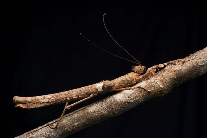 马来西亚婆罗洲，一只竹节虫伪装成树枝的模样。 PHOTOGRAPH BY CH’IEN LEE， NATIONAL GEOGRAPHIC