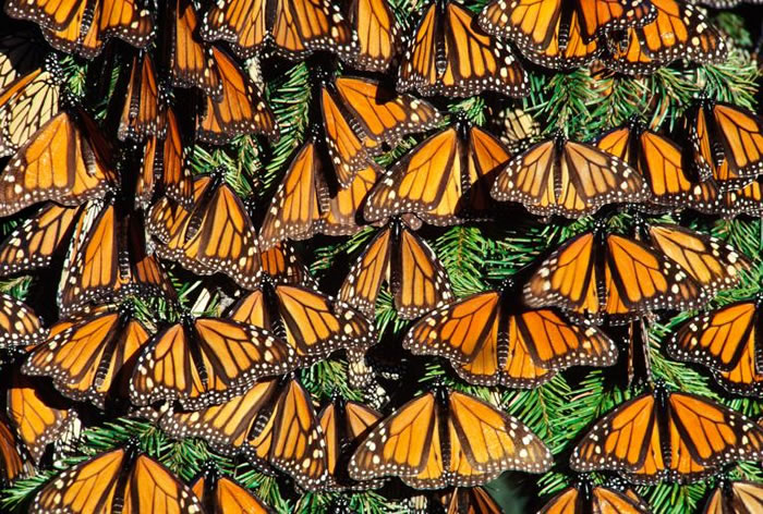 墨西哥米却肯州的帝王斑蝶（Danaus plexippus）正在做日光浴呢。 PHOTOGRAPH BY FRANS LANTING， NATIONAL GEO