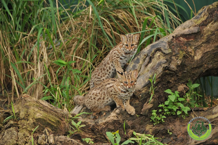 石虎不是虎斑貓