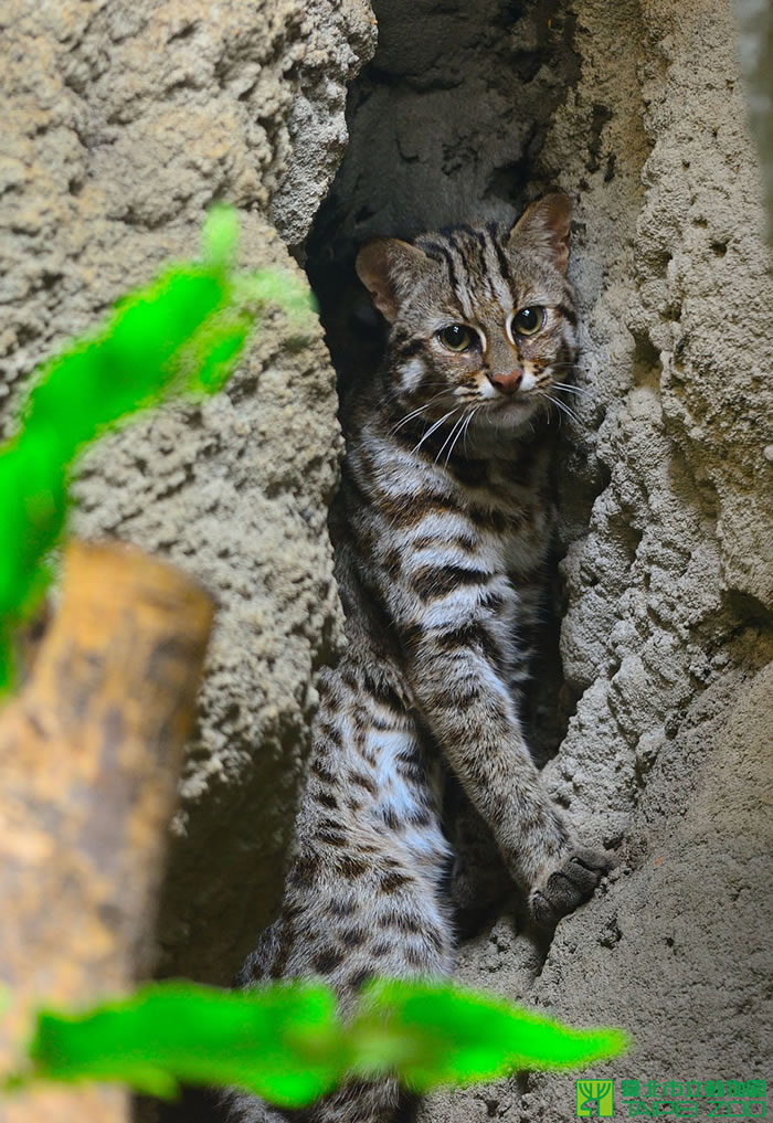 石虎不是虎斑貓