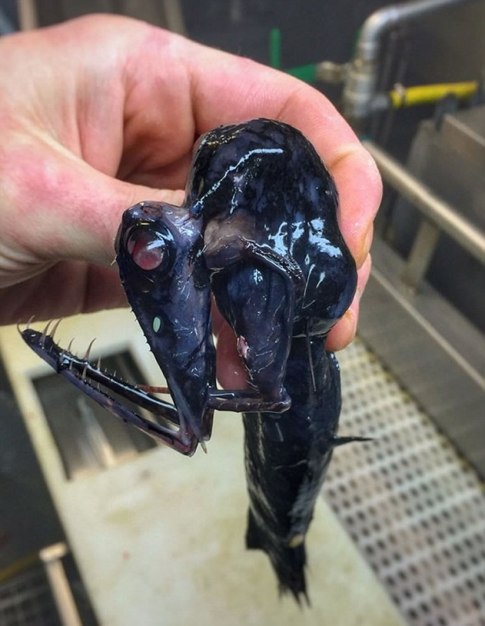 费多尔索夫和友人争论这是什么生物。