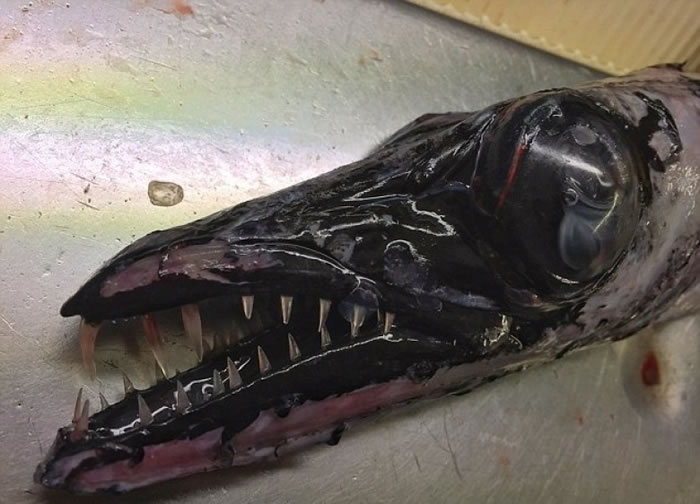 黑色长形身躯加上利齿，外型跟常见的海洋生物分别甚大。