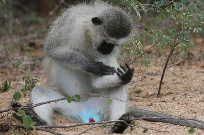 非洲分布最广泛的猴子──黑面长尾猴（&nbsp;C. pygerythrus&nbsp;），生活在非洲撒哈拉沙漠以南的地区。 PHOTOGRAPH BY GON