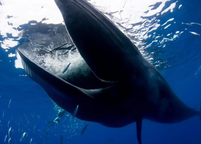 布氏鲸的口部非常巨大。