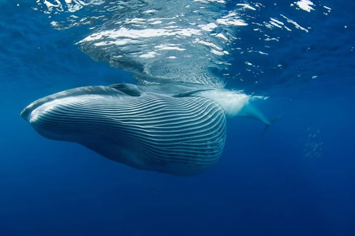 布氏鲸的体型庞大。