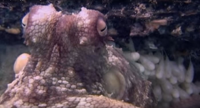 章鱼妈妈产卵后，会寸步不离的守护宝宝，但孩子们诞生后就会劳累死去。
