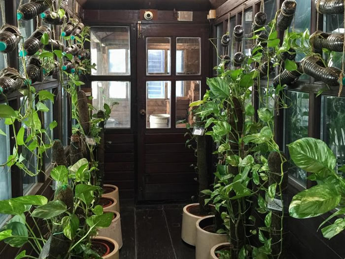 帕哈普尔商务中心的温室主要栽种三种植物：槟榔树、虎尾兰和黄金葛。 PHOTOGRAPH BY WENDY KOCH