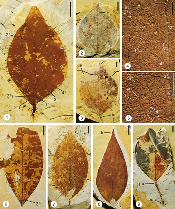 尖叶马蹄荷化石