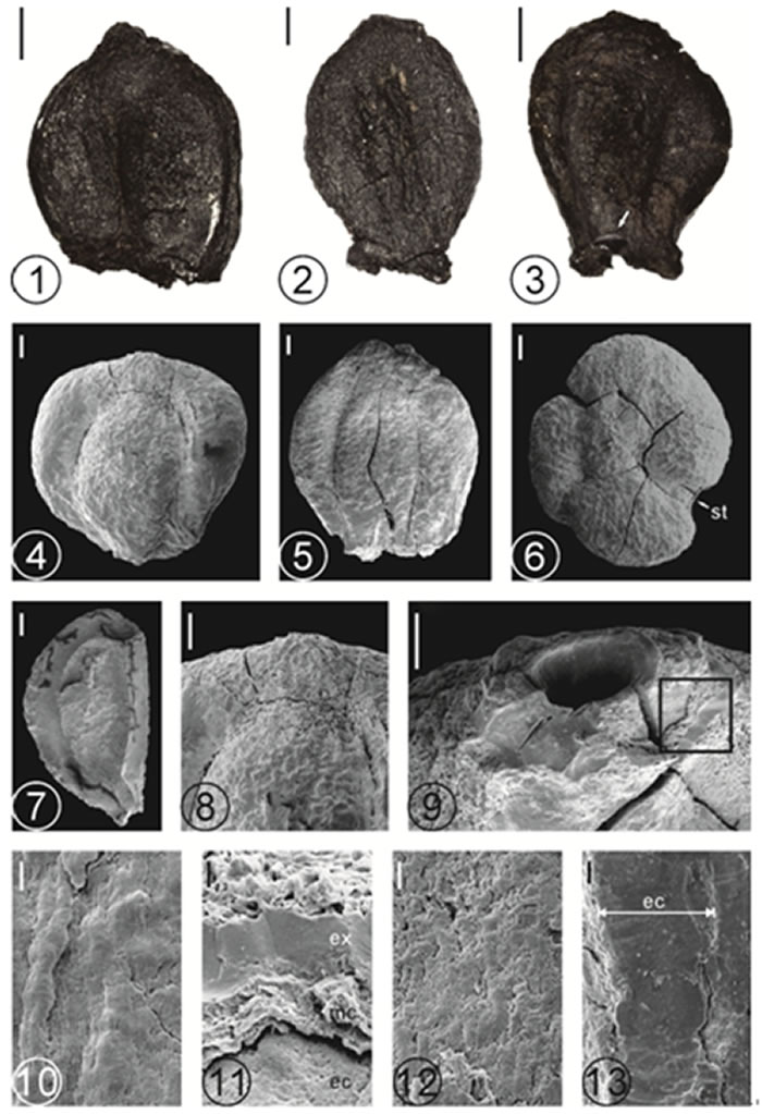镇沅克拉莎果实