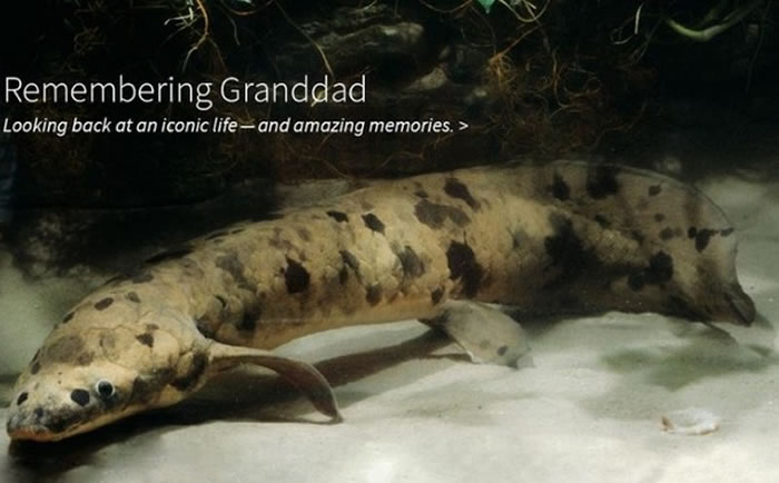 世界上最长寿的“老爷爷（Granddad）”肺鱼去世