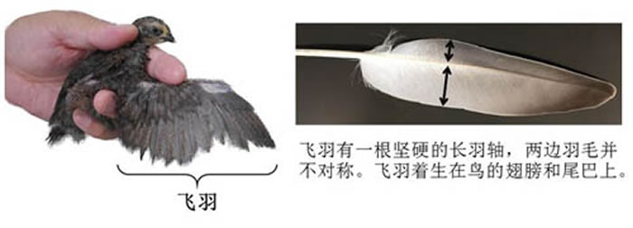 鸟类特有形态之一：翅膀上的飞羽是赋予鸟类飞行能力的最重要特征。