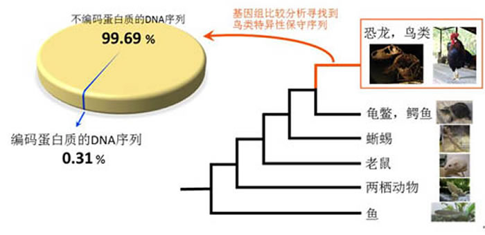 鸟类在演化过程中几乎没有产生新的基因：通过比较48只鸟及9种其他动物的基因组，发现在鸟类特异保守的DNA序列中，几乎全是（99.69%）不编码蛋白质的。