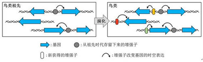 鸟类在演化过程中获得了新的增强子，以致改变了对基因在时间和空间的激活状态：在鸟类的演化过程中，基本上没有新基因的产生。鸟类主要通过获得新的基因调控DNA序列来控