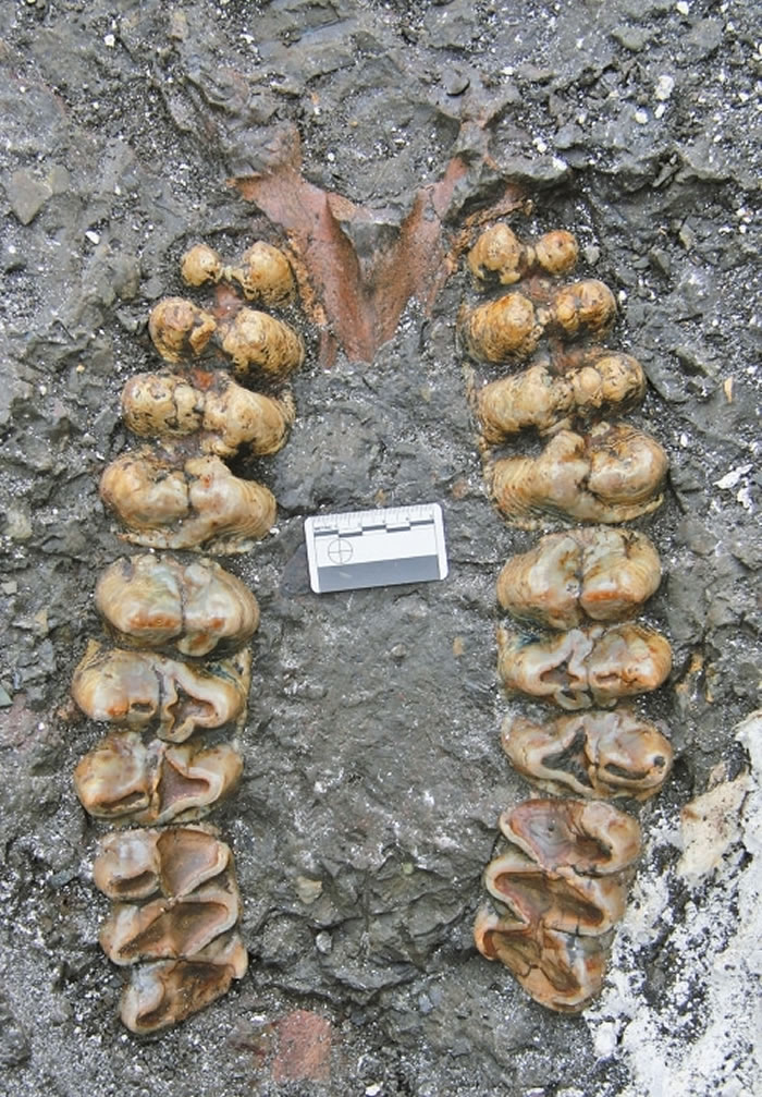 最早的中华乳齿象化石