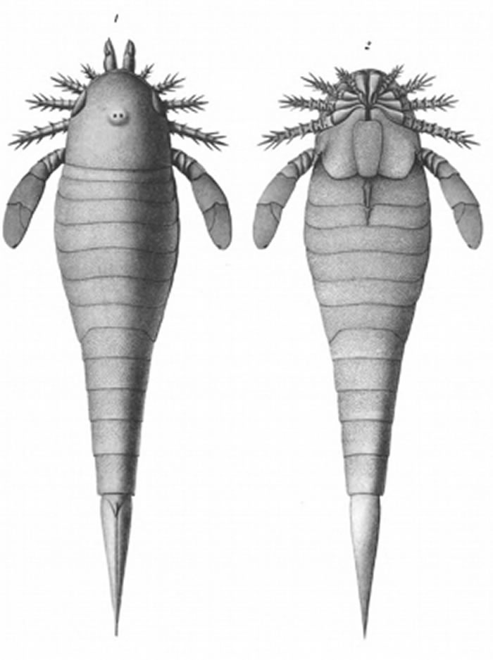4.44亿年前的休米勒鲎复原图