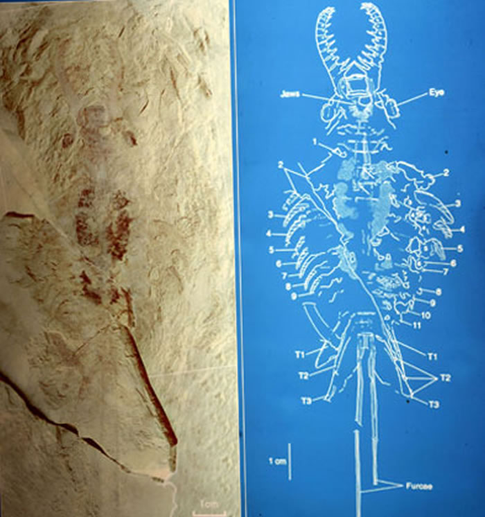 奇虾化石与结构图对比
