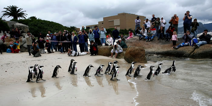 气候变迁加上人类滥捕鱼获让濒危非洲企鹅处境更加艰困