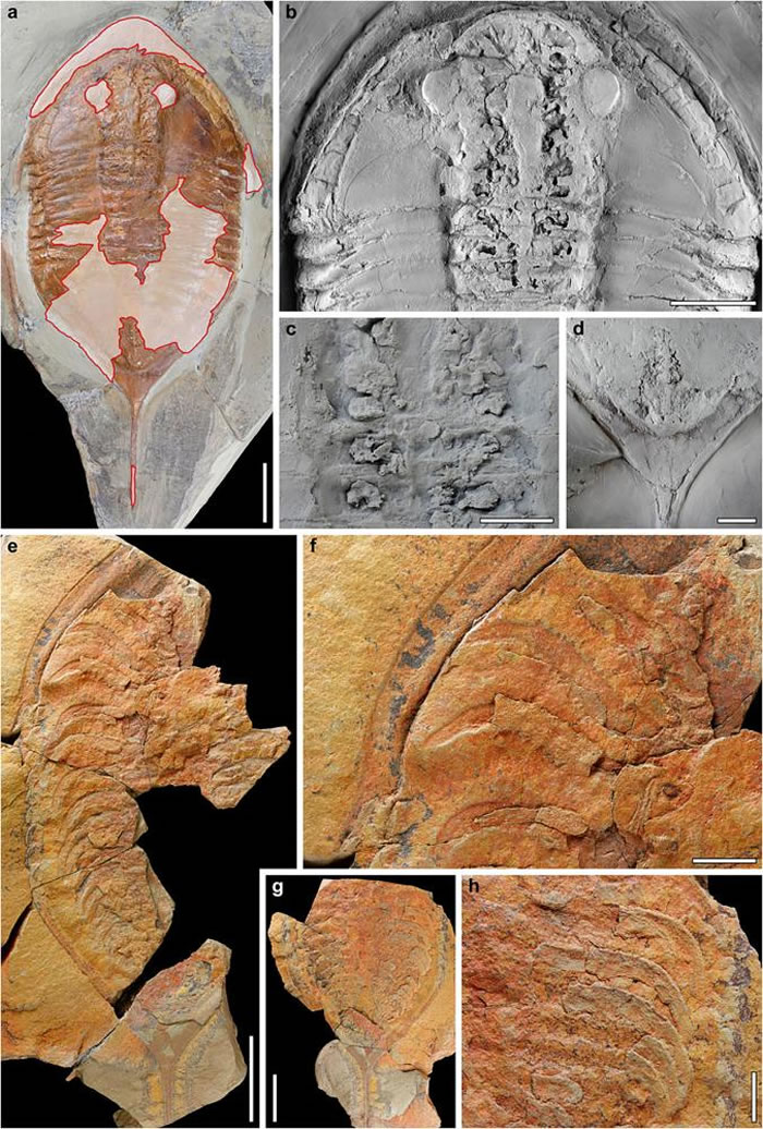 Megistaspis hammondi化石样本可清晰看到脚的遗迹，让科学家可从它们的形状比对相同时期的脚印化石。 PHOTOGRAPH COURTESY