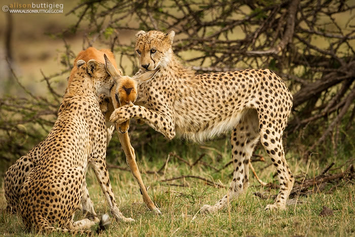 高角羚面对猎豹的攻击吓呆了，并非假故事中描述的凄美。