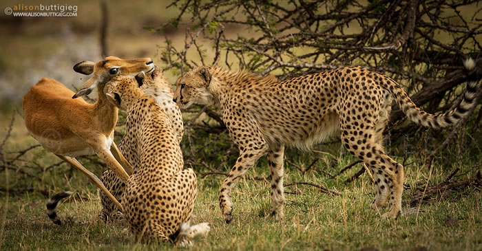 高角羚面对猎豹的攻击吓呆了，并非假故事中描述的凄美。