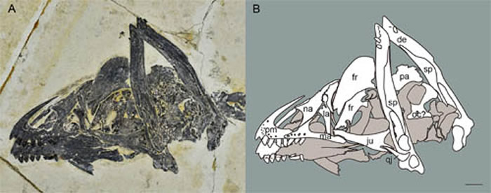 会鸟STM 16-18头骨的照片和线图&nbsp;（胡晗供图）