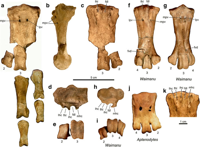 新西兰威马奴企鹅化石区中发现6500万年前新种企鹅化石 或曾与恐龙共舞