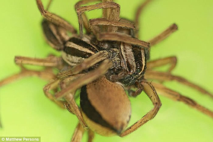 美国生物学家在家中后园发现有3只狼蛛玩3P 怀疑是雄性狼蛛为保命想出的阴谋