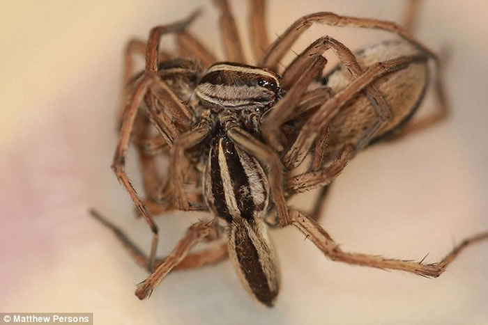 美国生物学家在家中后园发现有3只狼蛛玩3P 怀疑是雄性狼蛛为保命想出的阴谋