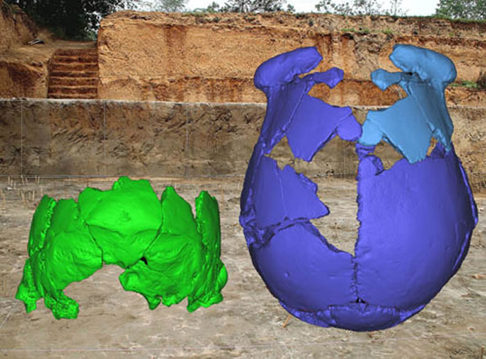 河南灵井遗址发现的许昌人1号(右侧)和2号(左侧)头骨化石（吴秀杰供图）