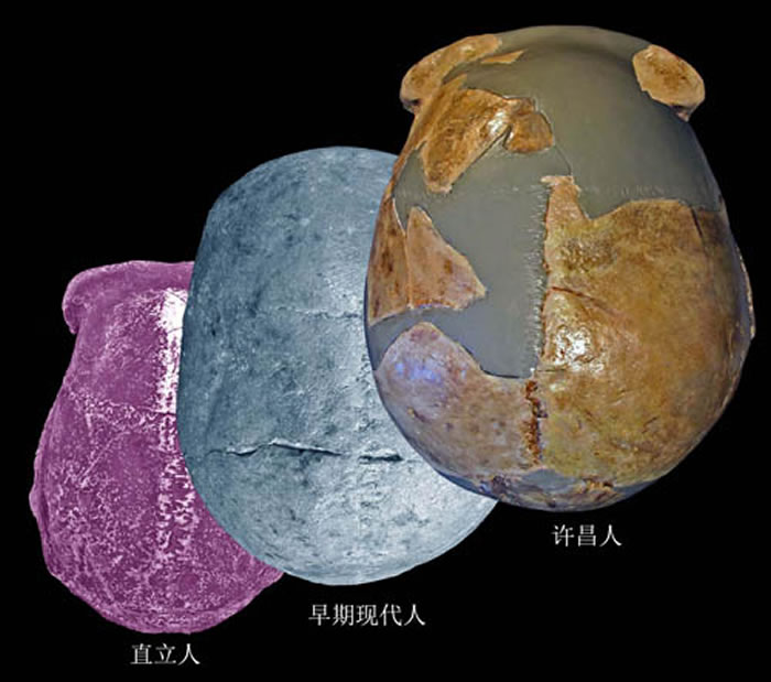 许昌人头骨顶面观及其与直立人、早期现代人对比（吴秀杰供图）