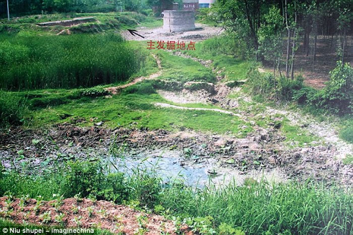 许昌人头骨顶面观及其与直立人、早期现代人对比（吴秀杰供图）