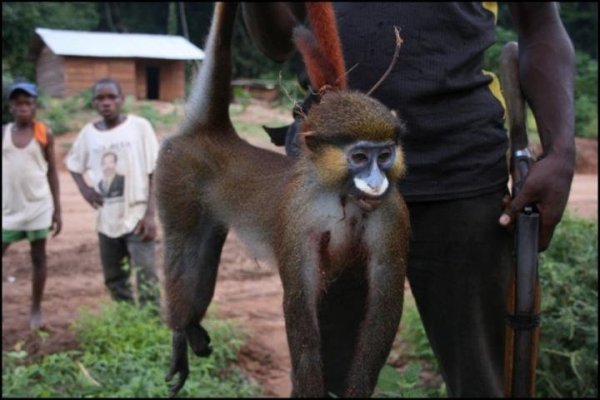 非洲物种多样性下降是何故？人民太爱吃野味