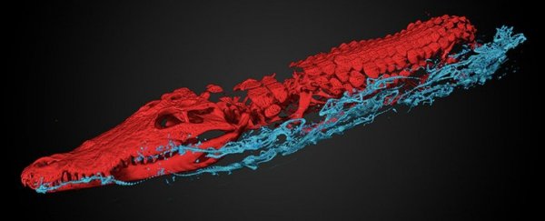 鳄鱼木乃伊肚子里竟然塞了47个小包装木乃伊