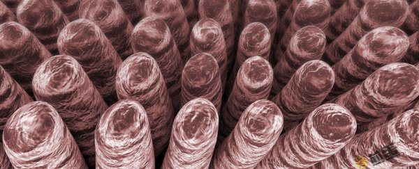 模仿肠子的电池，储电能力是锂电池五倍