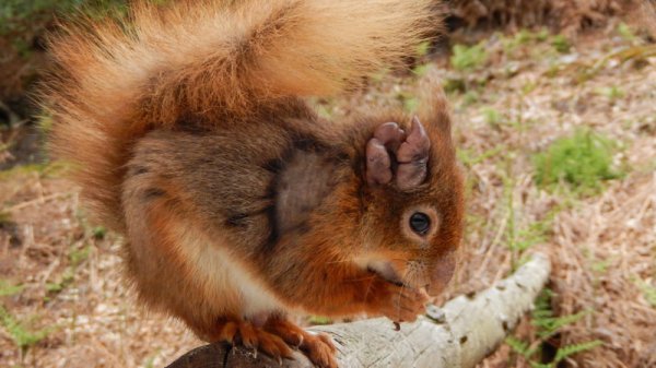 麻风病死灰复燃？英国松鼠已遭殃