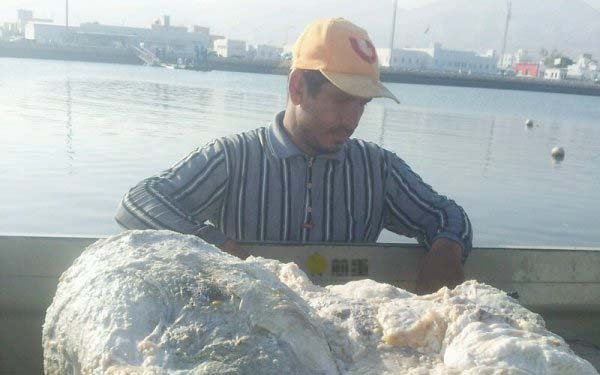 渔民偶然捡到价值数百万美元的龙涎香