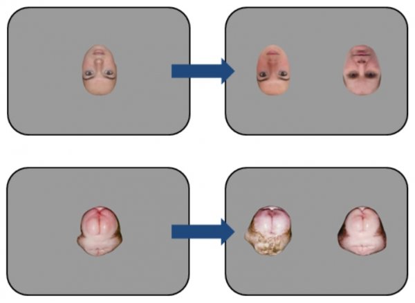 科学家说，我们的脑袋越来越像屁股
