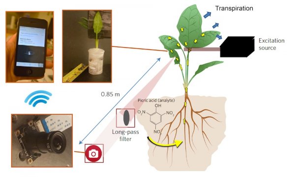 可监测爆炸物的仿生植物