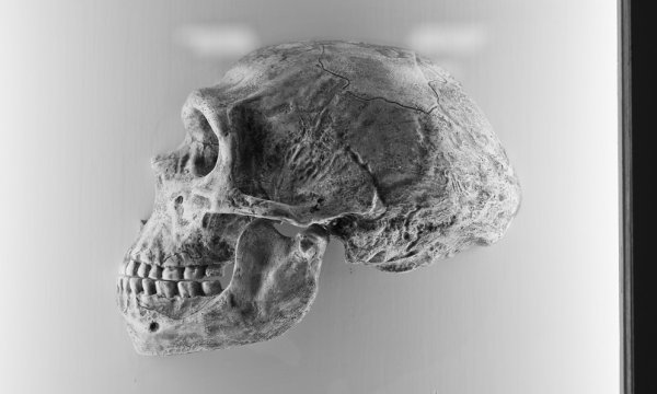 我们仅有的尼安德特基因眼看要保不住了