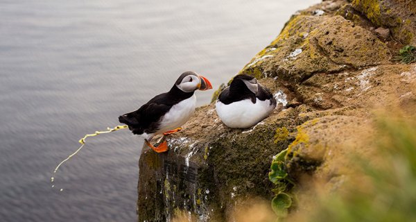 鸟粪拯救北极气候