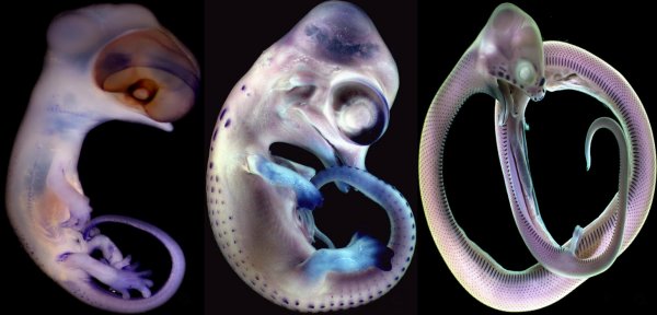 鳞片，羽毛和毛发实际上是同一个起源