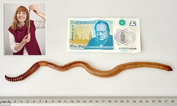英国蚯蚓这么长，问你看了慌不慌？
