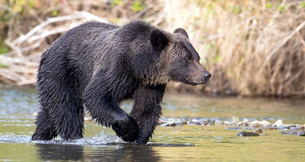 气候变化导致棕熊冬眠时间缩短
