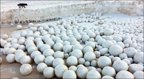 西伯利亚海滩惊现大量雪球