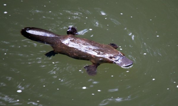 糖尿病患者福音：鸭嘴兽的毒液