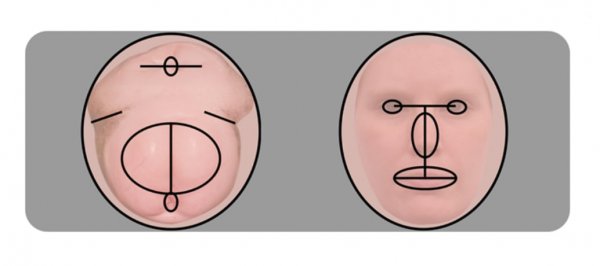 科学家说，我们的脑袋越来越像屁股