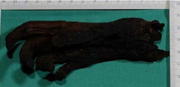 沼泽木乃伊：是失踪女孩还是古代女尸？