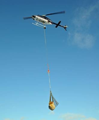 每年都要严阵以待1000多头北极熊的小镇