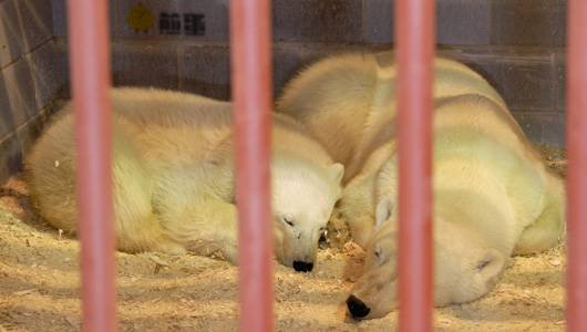 每年都要严阵以待1000多头北极熊的小镇